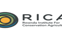 Veterinarian Job in Rwanda 2026 – Rwanda Institute for Conservation Agriculture (RICA) | Apply Before 23 February 2026